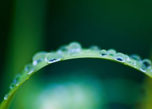 Water Droplets On Grass Blade